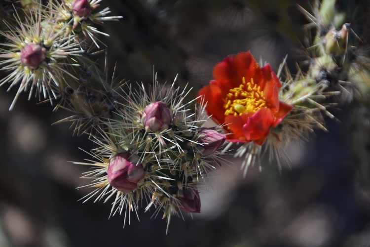 desert flowers